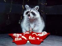 A racoon enjoys christmas
